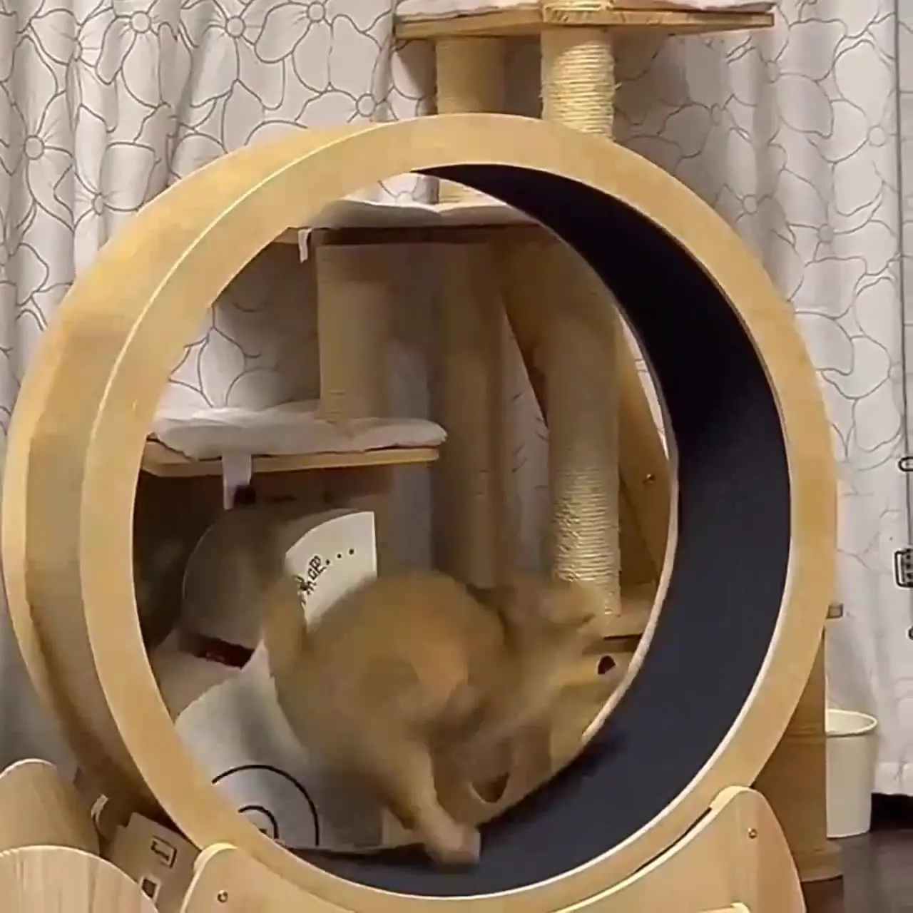 Cat fitness wheel indoor toy c - Interactive Cat Toy review and price